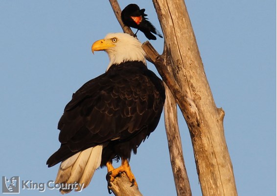 Photo of Haliaeetus leucocephalus